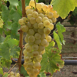 Grape Vine Chasselas dor